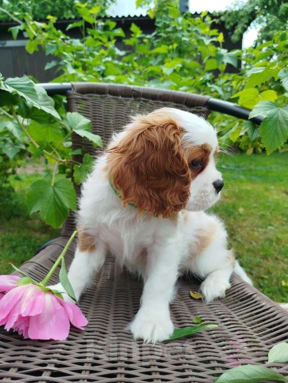 Собаки в Иваново: Бленхейм, девочка.  Девочка, Бесплатно - фото 4