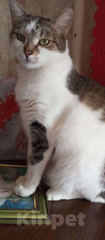 Кошки в Москве: метис британца красивый кот ищет дом Мальчик, Бесплатно - фото 3