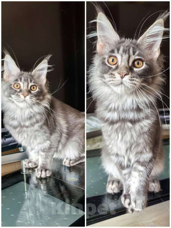 Кошки в Краснодаре: Котята Мейн-кун Разнополые, 35 000 руб. - фото 3