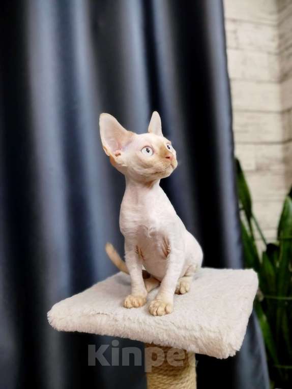 Кошки в Воронеже: Девон Рекс котёнок Мальчик, Бесплатно - фото 2