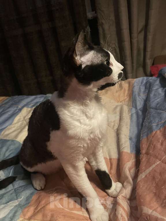 Кошки в Москве: Замечательная девочка Девон рекс Девочка, 20 000 руб. - фото 3