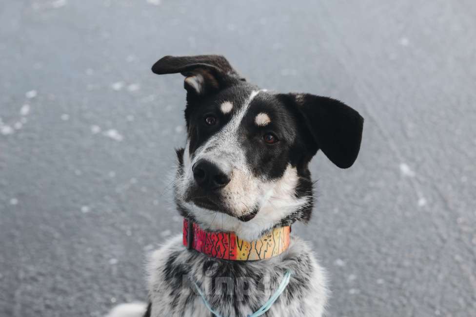 Собаки в Москве: Невероятный Любимчик ищет дом Мальчик, Бесплатно - фото 5