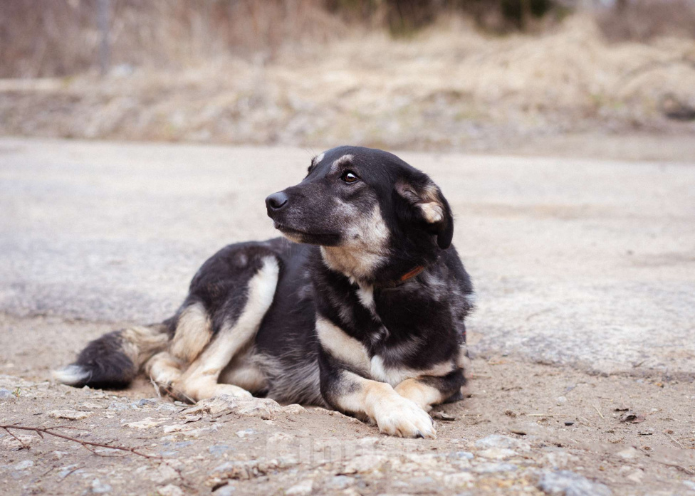 Собаки в Москве: Собака-инвалид ищет заботливые руки Девочка, Бесплатно - фото 2