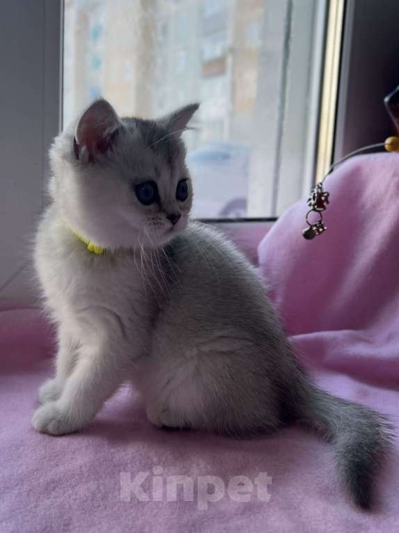 Кошки в Киселевске: Шотландские котята Девочка, 20 000 руб. - фото 3