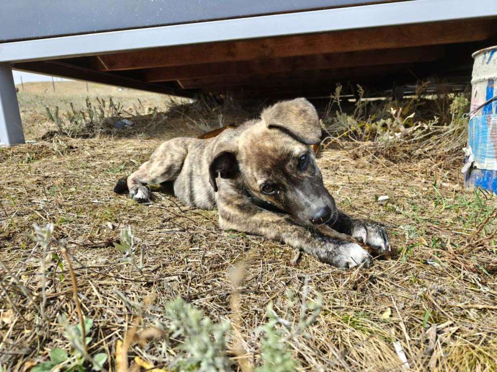 Собаки в Москве: Ласковая собачка Оливка 3.5 мес ищет дом😊 Девочка, Бесплатно - фото 3