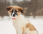Собаки в других городах Московской области: Щенок в добрые руки Девочка, Бесплатно - фото 4