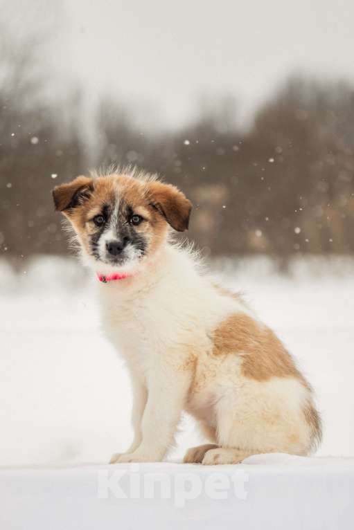 Собаки в других городах Московской области: Щенок в добрые руки Девочка, Бесплатно - фото 4