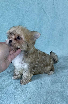 Цветной йорк -щенок