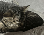 Кошки в Ижевске: Котенок в добрые руки  Мальчик, Бесплатно - фото 4