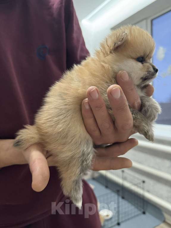 Собаки в других городах Краснодарского края: Мальчика Мальчик, 35 000 руб. - фото 2