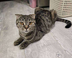 Кошки в Уссурийске: Продам шотландского прямоухого котенка Девочка, 5 111 руб. - фото 5