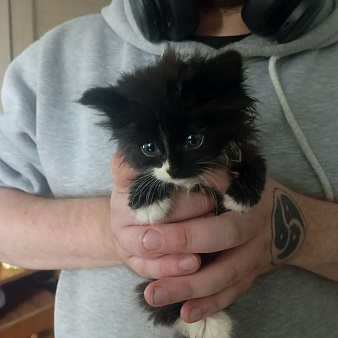 Котенок в добрые руки!