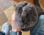 Кошки в Москве: Ищу любящую семью для особенного котика! ! Мальчик, Бесплатно - фото 1