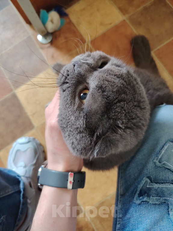 Кошки в Москве: Ищу любящую семью для особенного котика! ! Мальчик, Бесплатно - фото 1