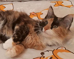 Кошки в Санкт-Петербурге: Котёнок Кася, трёхцветная-черепаховая Девочка, Бесплатно - фото 1