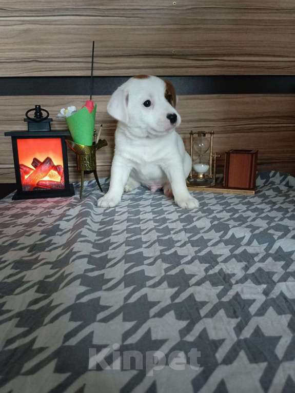 Собаки в Красноармейске: Продаю прекрасную породу Джек Рассел терьер Мальчик, Бесплатно - фото 2