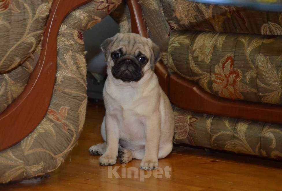 Собаки в Твери: Малышка мопса Девочка, 35 000 руб. - фото 2