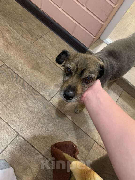 Собаки в Краснодаре: Пропала собака Девочка, Бесплатно - фото 1