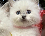 Кошки в Перми: Девушки Рэгдолл  Девочка, 80 000 руб. - фото 2