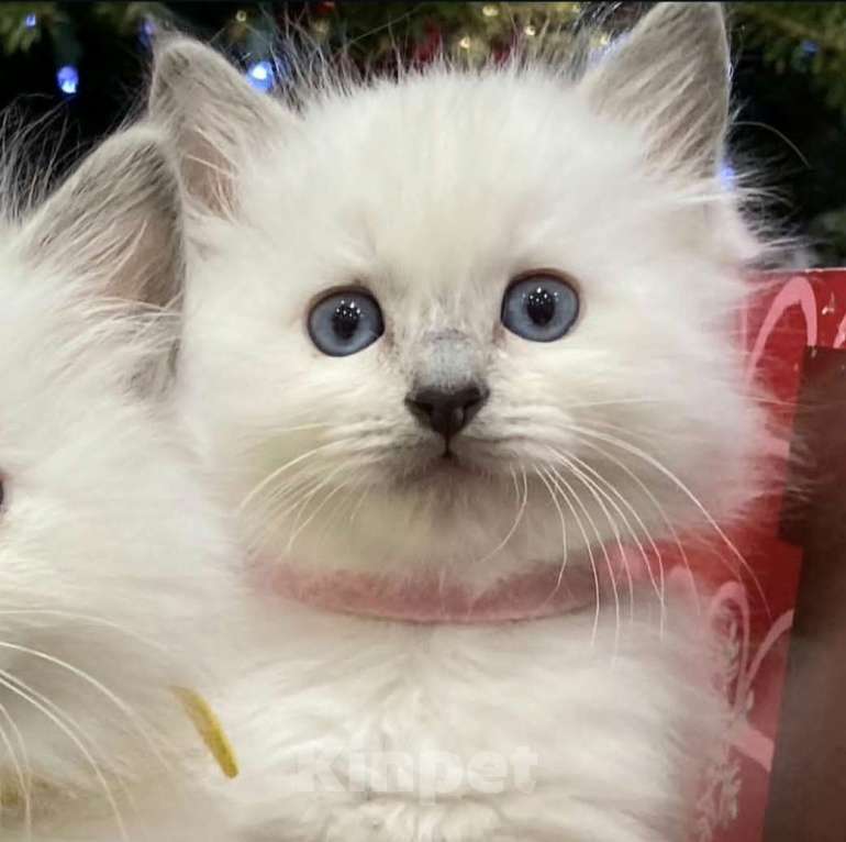 Кошки в Перми: Девушки Рэгдолл  Девочка, 80 000 руб. - фото 2