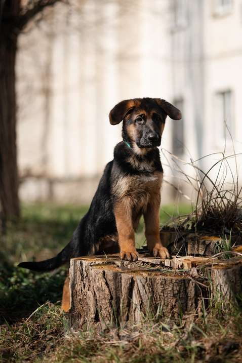 Собаки в Краснодаре: Щенки немецкой овчарки Разнополые, Бесплатно - фото 6