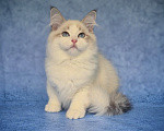 Кошки в Владивостоке: Невский маскарадный котенок Мальчик, Бесплатно - фото 2