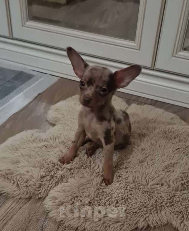 Собаки в Москве: Мини чихуахуа мальчик Мальчик, 27 000 руб. - фото 3