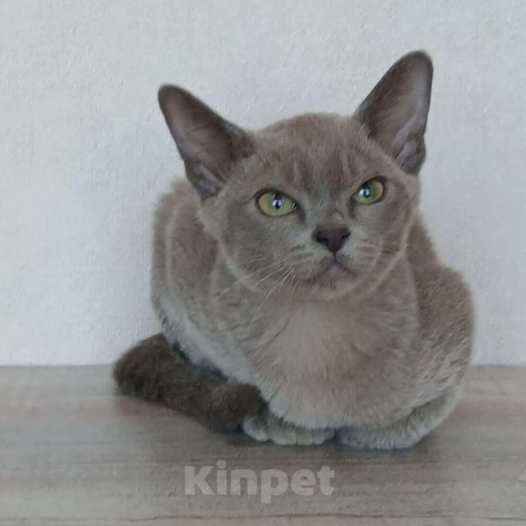 Кошки в других городах Ленинградской области: Котята европейской бурмы Мальчик, 30 000 руб. - фото 3