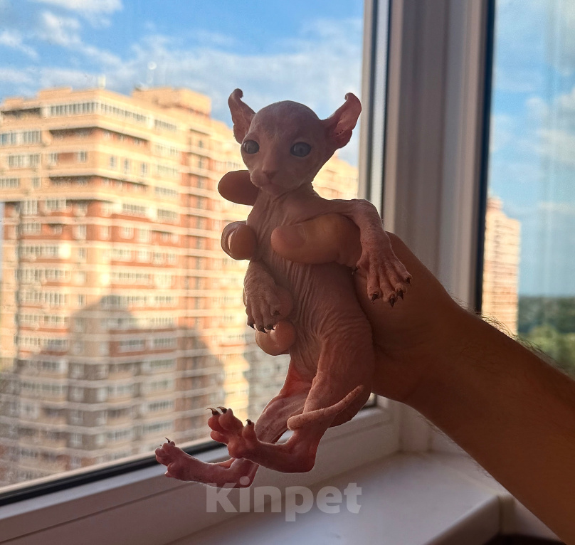 Кошки в Краснодаре: Сфинкс-Эльф Мальчик, 30 000 руб. - фото 6