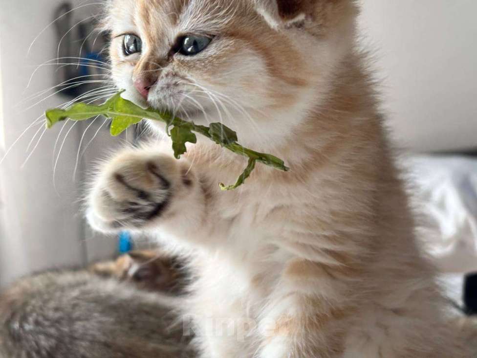 Кошки в Москве: Шотландский вислоухий котёнок  Девочка, 15 000 руб. - фото 2