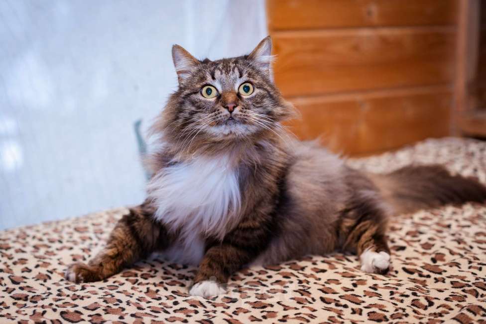 Кошки в Москве: Кот в добрые руки! Мальчик, Бесплатно - фото 3