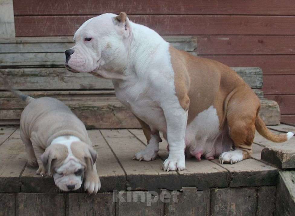 Собаки в Братске: Булочки Разнополые, 70 000 руб. - фото 8