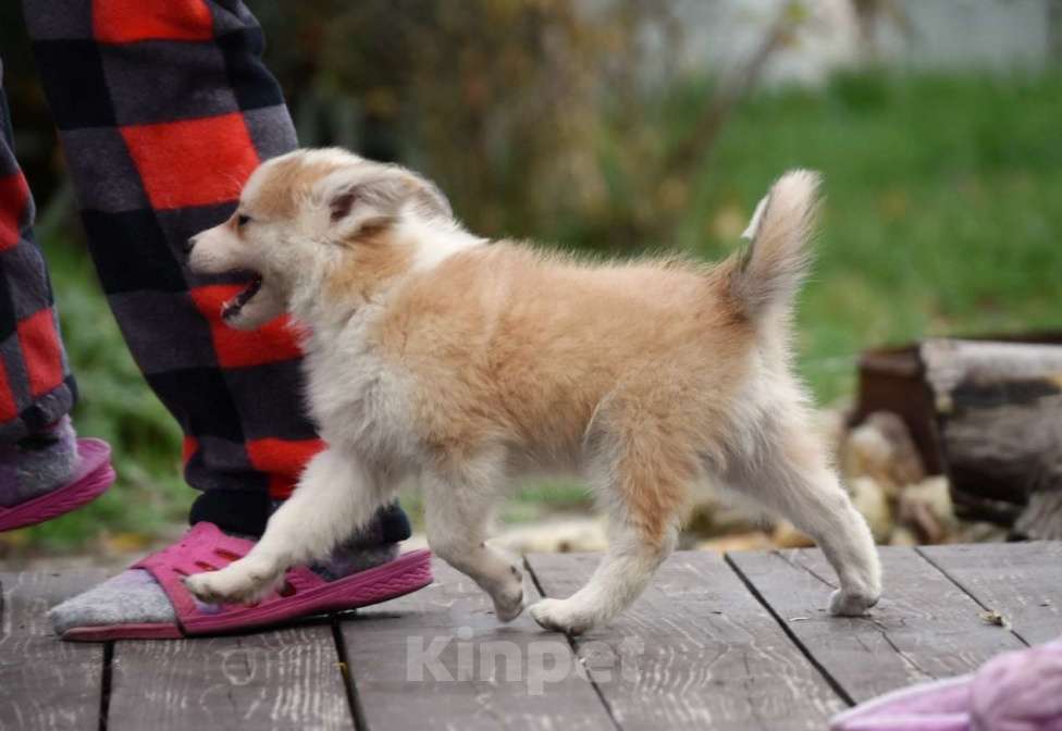 Собаки в Москве: Ненецкая оленегонная лайка, кобель Жгучий перчик.  Мальчик, 60 000 руб. - фото 1