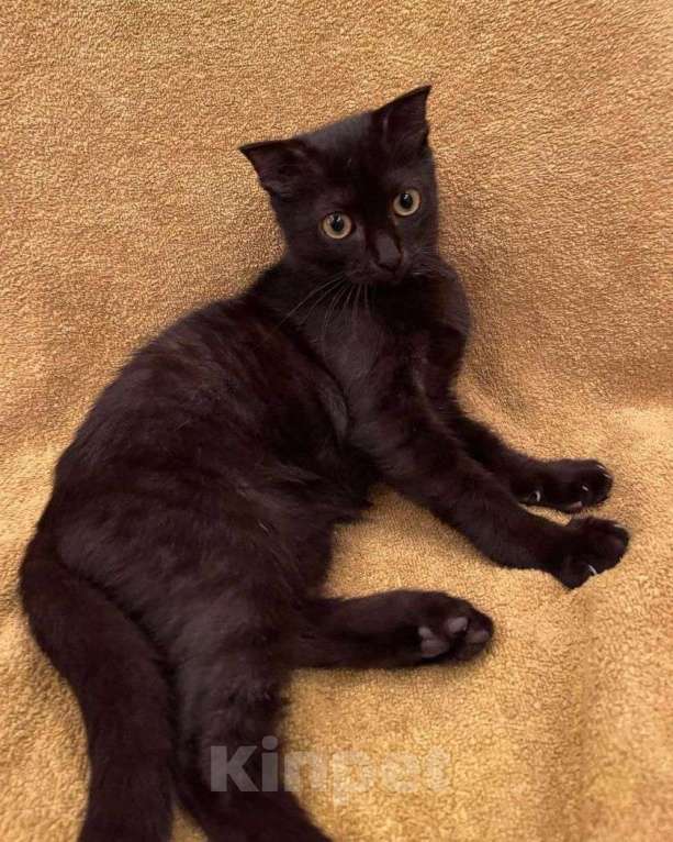Кошки в Москве: Черный вислоухий котенок в дар Мальчик, Бесплатно - фото 3