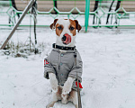 Собаки в Москве: Вязка Джек Рассел Терьер, 3 000 руб. - фото 3