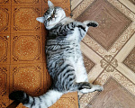 Кошки в Щекино: Вязка, 1 000 руб. - фото 2
