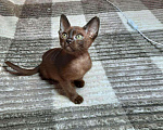 Кошки в Ливны: Бурманские котята, 35 000 руб. - фото 1