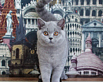 Кошки в Москве: Британский котенок Девочка, 20 000 руб. - фото 3