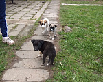 Собаки в Одинцово: Ищут дом щенки Мальчик, 1 руб. - фото 5