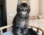 Кошки в Москве: Котенок мейн-кун  Мальчик, 30 000 руб. - фото 2