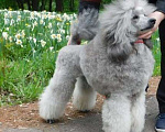 Собаки в Уфе: Породистые серебристые пудели, 50 000 руб. - фото 1