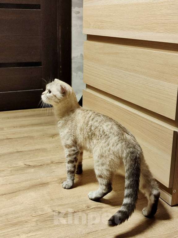 Кошки в Самаре: Кошка Френни в добрые руки Девочка, Бесплатно - фото 5