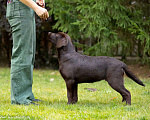 Собаки в Одинцово: Щенок лабрадора ретривера  Девочка, Бесплатно - фото 2