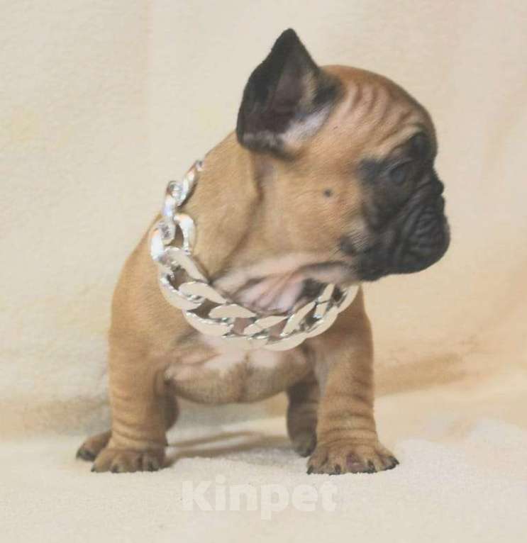 Собаки в Москве: Щенки французики Девочка, 130 000 руб. - фото 4