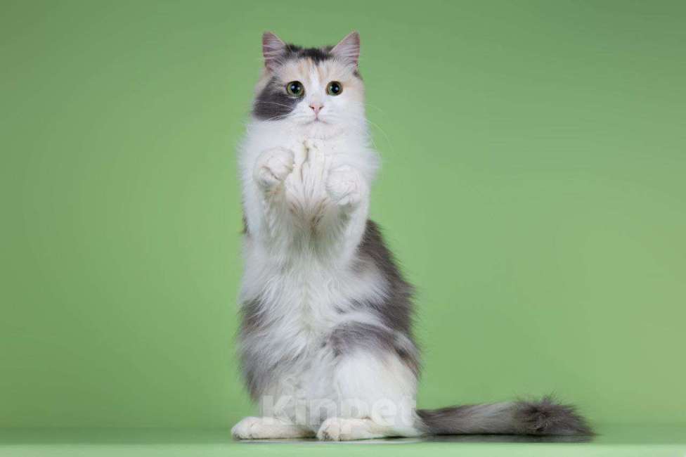 Кошки в Москве: Мадонна ищет семью Девочка, 50 руб. - фото 4