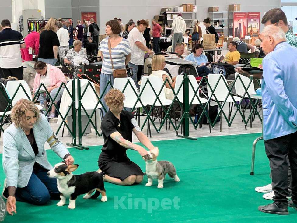 Собаки в Москве: Щенок Вельш-Корги-Кардиган Мальчик, 45 000 руб. - фото 7