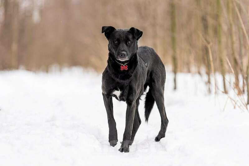 Собаки в Москве: Добрый пес Дрэйк в добрые руки. Мальчик, Бесплатно - фото 6