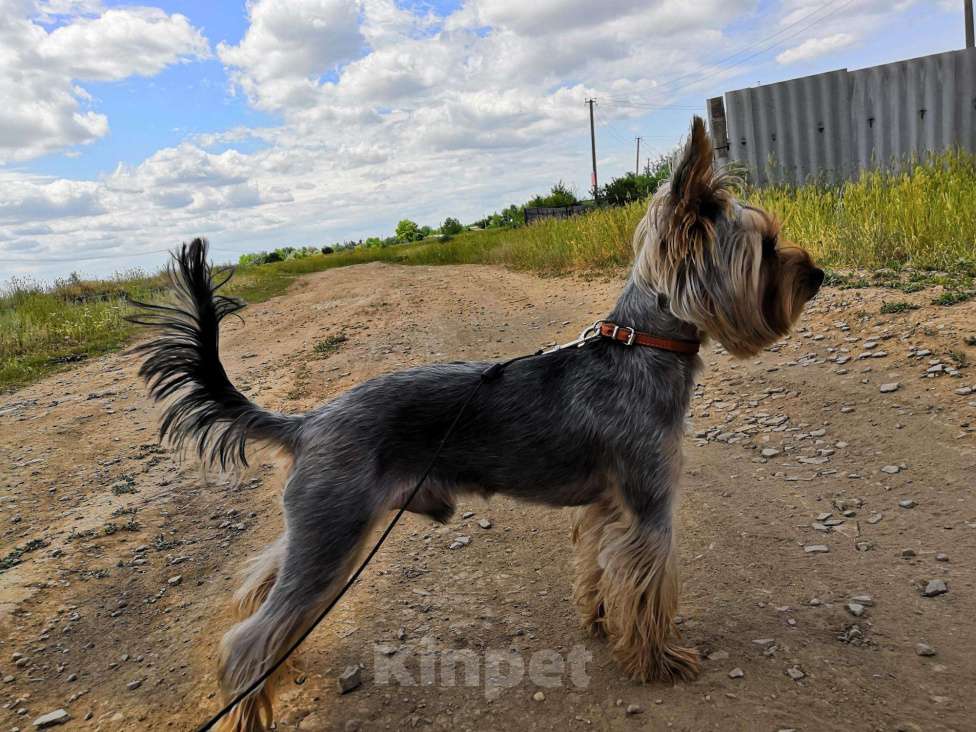 Собаки в Энгельс: Вязка, 100 руб. - фото 1