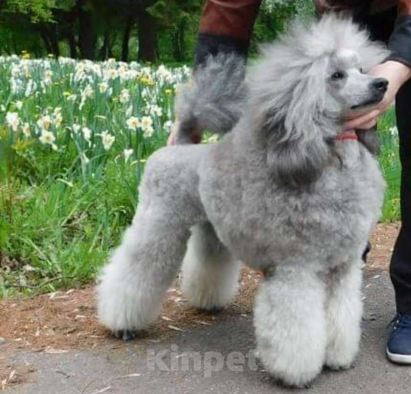 Собаки в Уфе: Породистые серебристые пудели, 50 000 руб. - фото 1