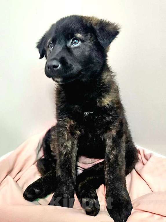 Собаки в Санкт-Петербурге: Чудесные щенки мальчик и девочка метисы лабрадора в дар Мальчик, 10 руб. - фото 8